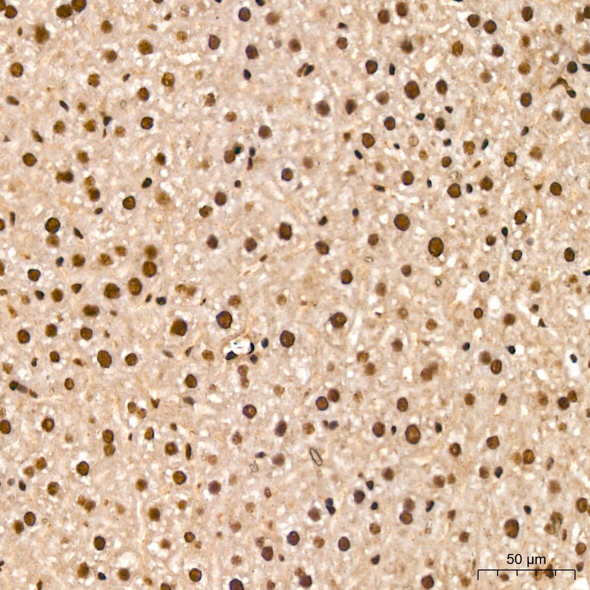 NuMA Antibody (6D4I4)