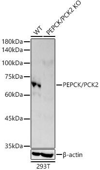 PCK2 Antibody (10L10J8)