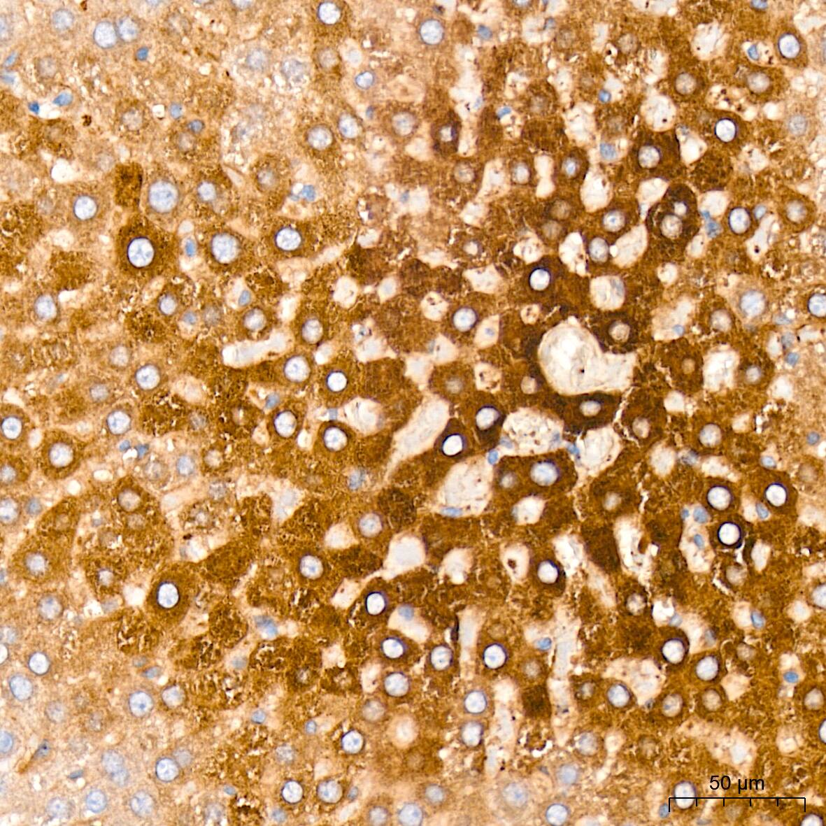 CS Citrate Synthase Antibody (4Z10Z8)