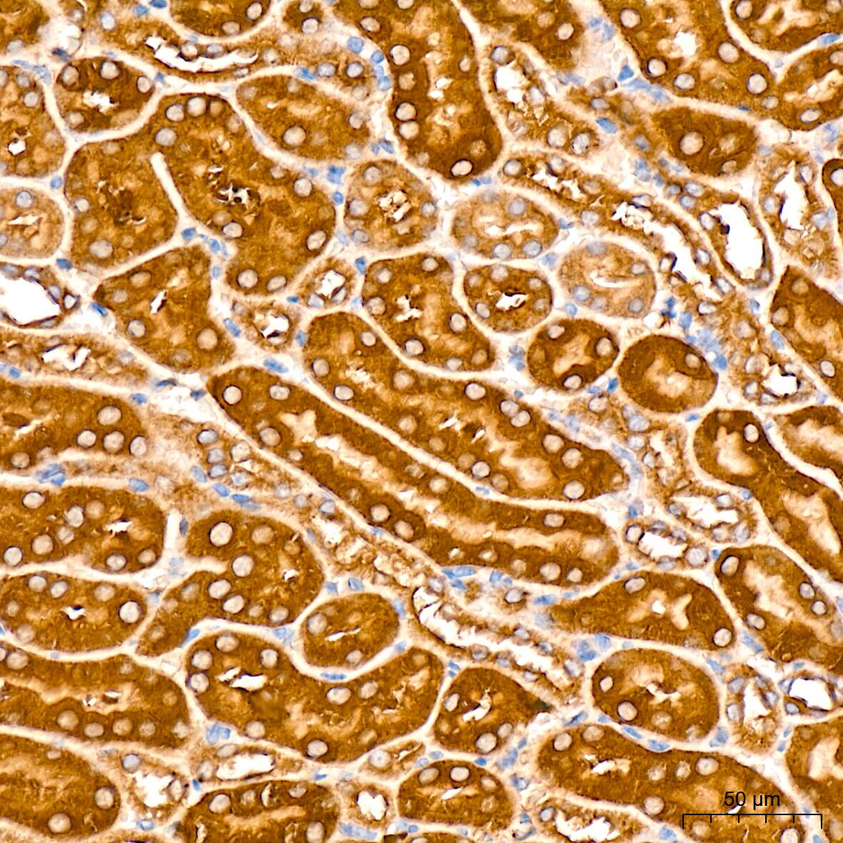 CS Citrate Synthase Antibody (4Z10Z8)