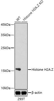 Histone H2A.Z Antibody (2X2I10)