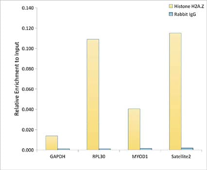 Histone H2A.Z Antibody (2X2I10)