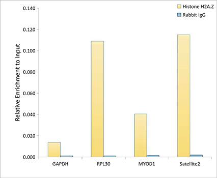 Histone H2A.Z Antibody (2X2I10)