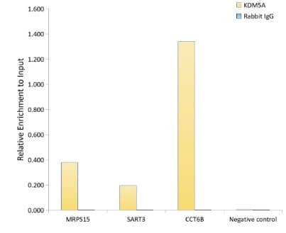 Jarid1A Antibody (5B10P1)