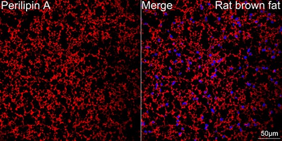 Perilipin Antibody (1K4W3)
