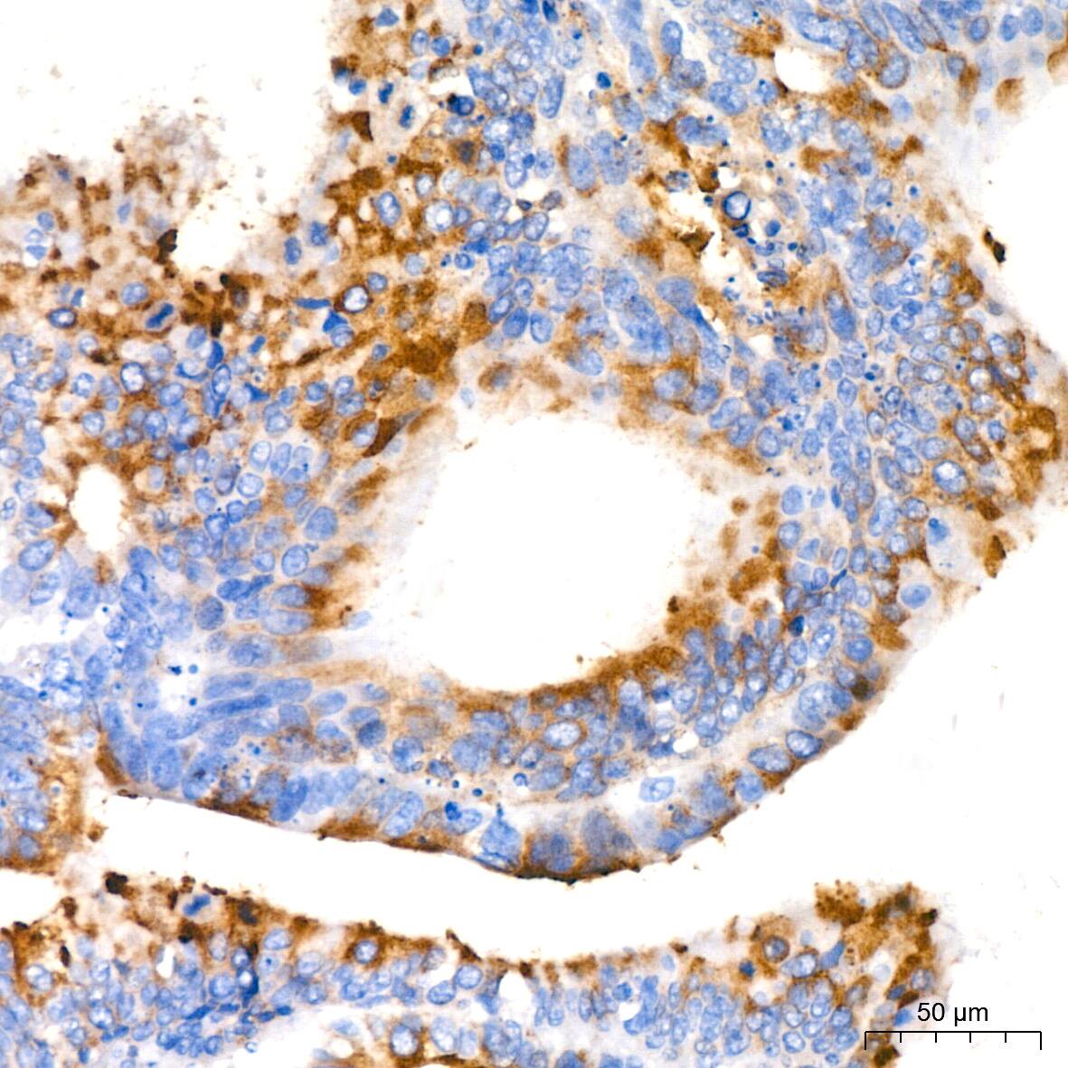 MUC2 Antibody (4L5Y8)