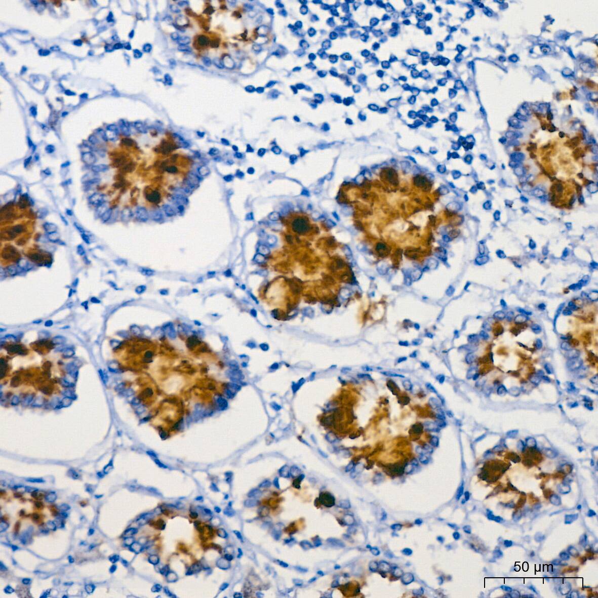 MUC2 Antibody (4L5Y8)