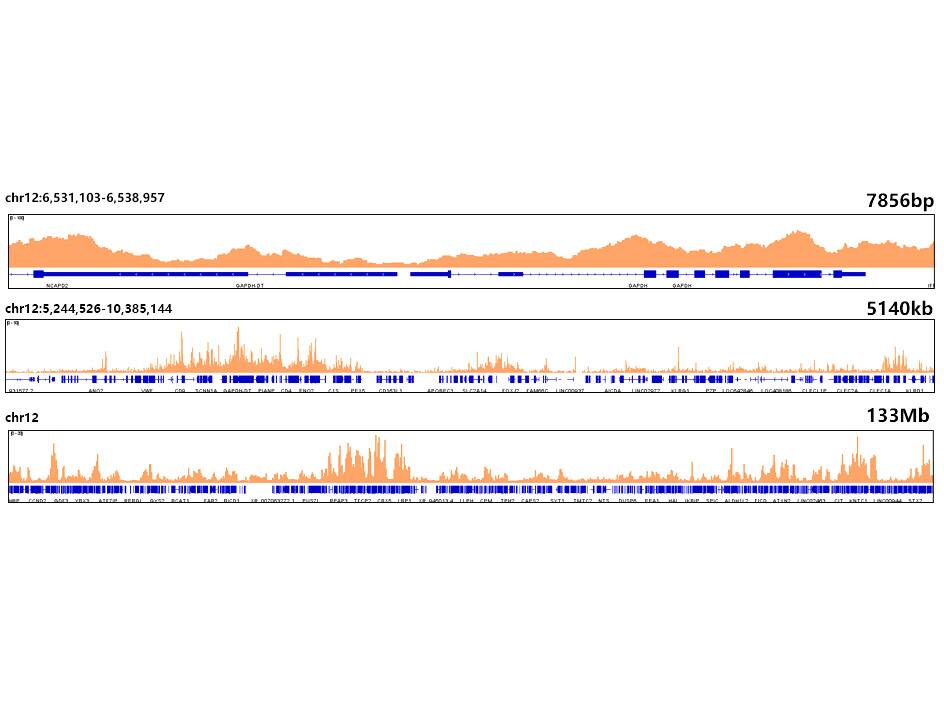 Histone H3.3 Antibody (5C5B8)