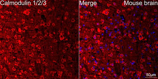Calmodulin Antibody (10W3Y7)