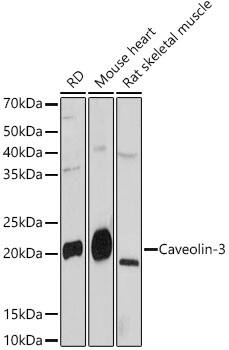Caveolin-3 Antibody (4G5W2)