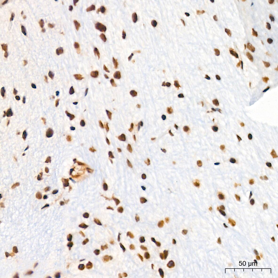 ASH2L Antibody (10B6U5)