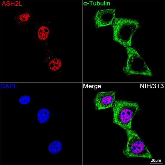 ASH2L Antibody (10B6U5)
