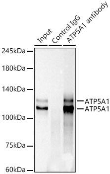 MKLP1 Antibody (9V4Y8)