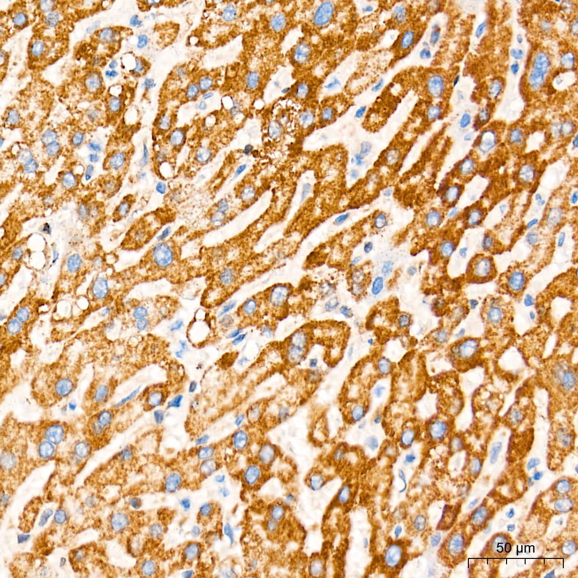 Cytochrome c Antibody (6R10F3)
