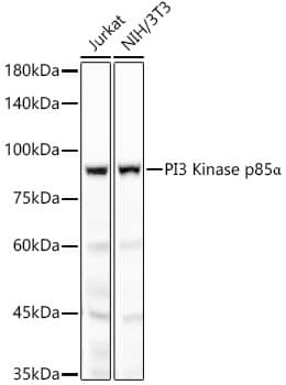 PI 3-Kinase p85 alpha Antibody (3X3T8)