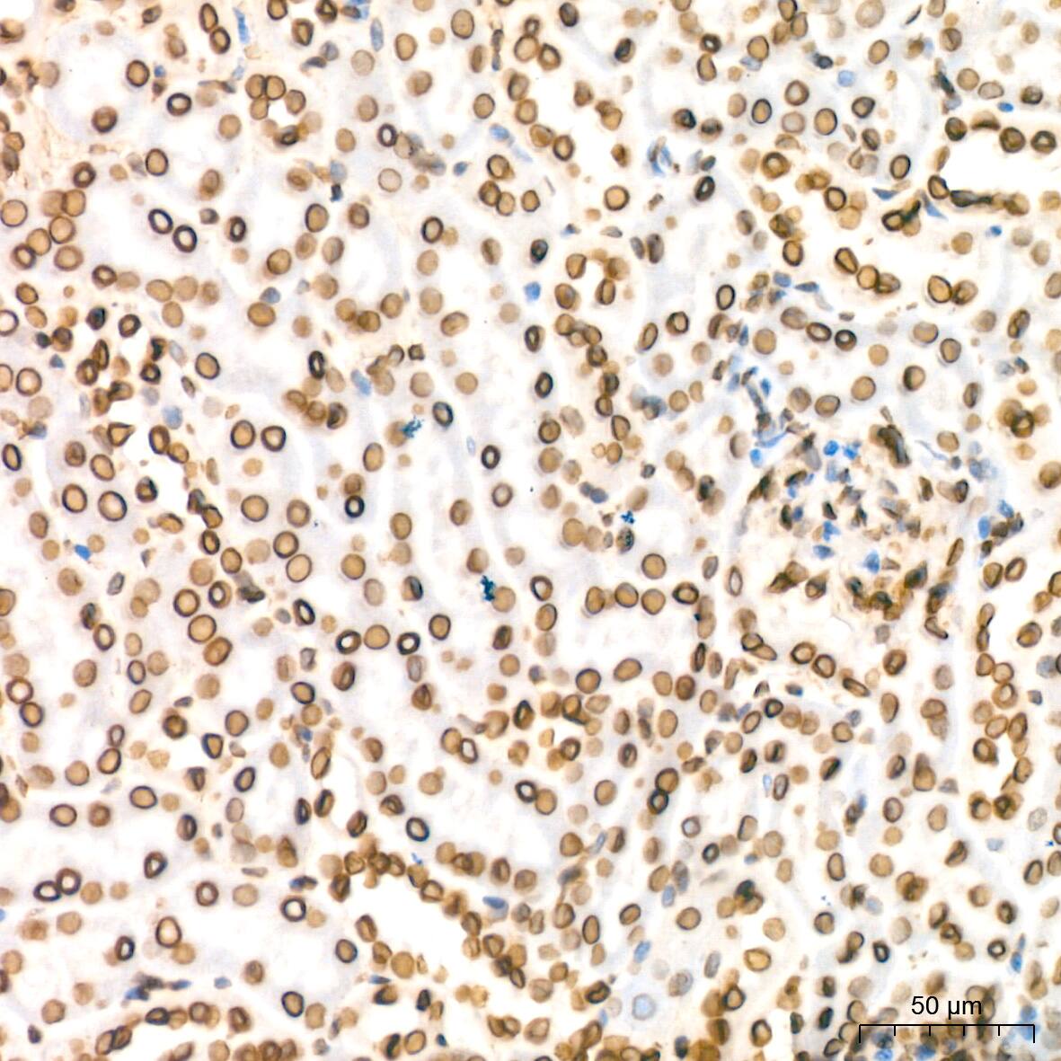 Lamin B2 Antibody (1S9M6)