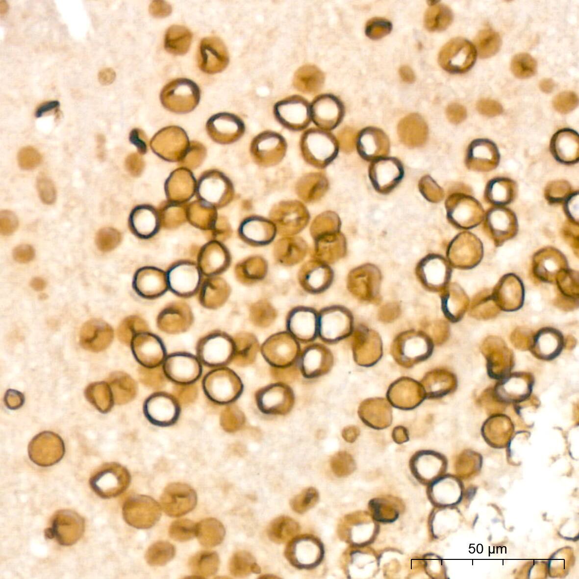 Lamin B2 Antibody (1S9M6)