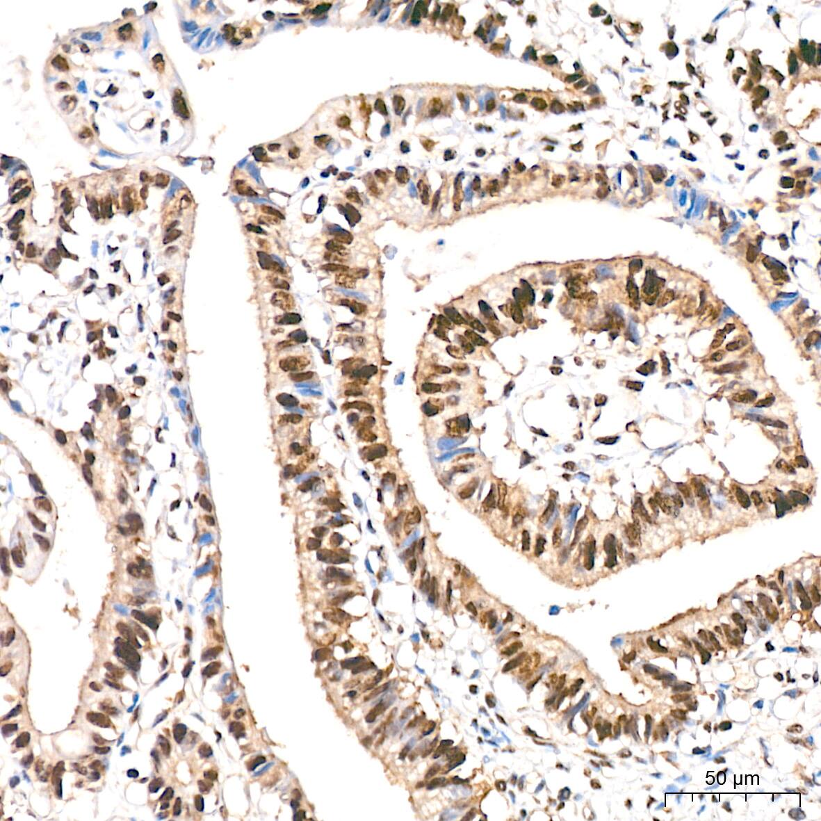 DDB1 Antibody (9L8X5)