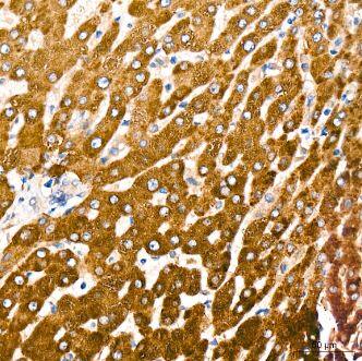 POR/Cytochrome P450 Reductase Antibody (9U1U7)