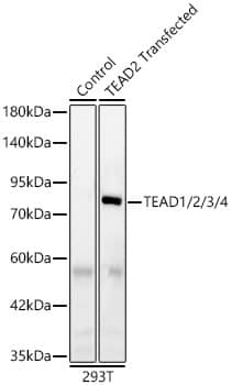 TEAD (pan) Antibody (3Q10Q8)