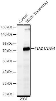 TEAD (pan) Antibody (3Q10Q8)