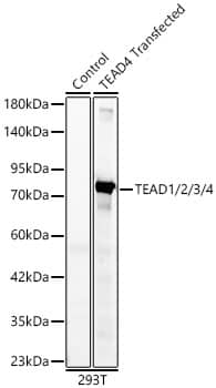 TEAD (pan) Antibody (3Q10Q8)