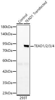 TEAD (pan) Antibody (3Q10Q8)