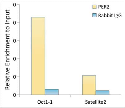 PER2 Antibody (2K9Y0)