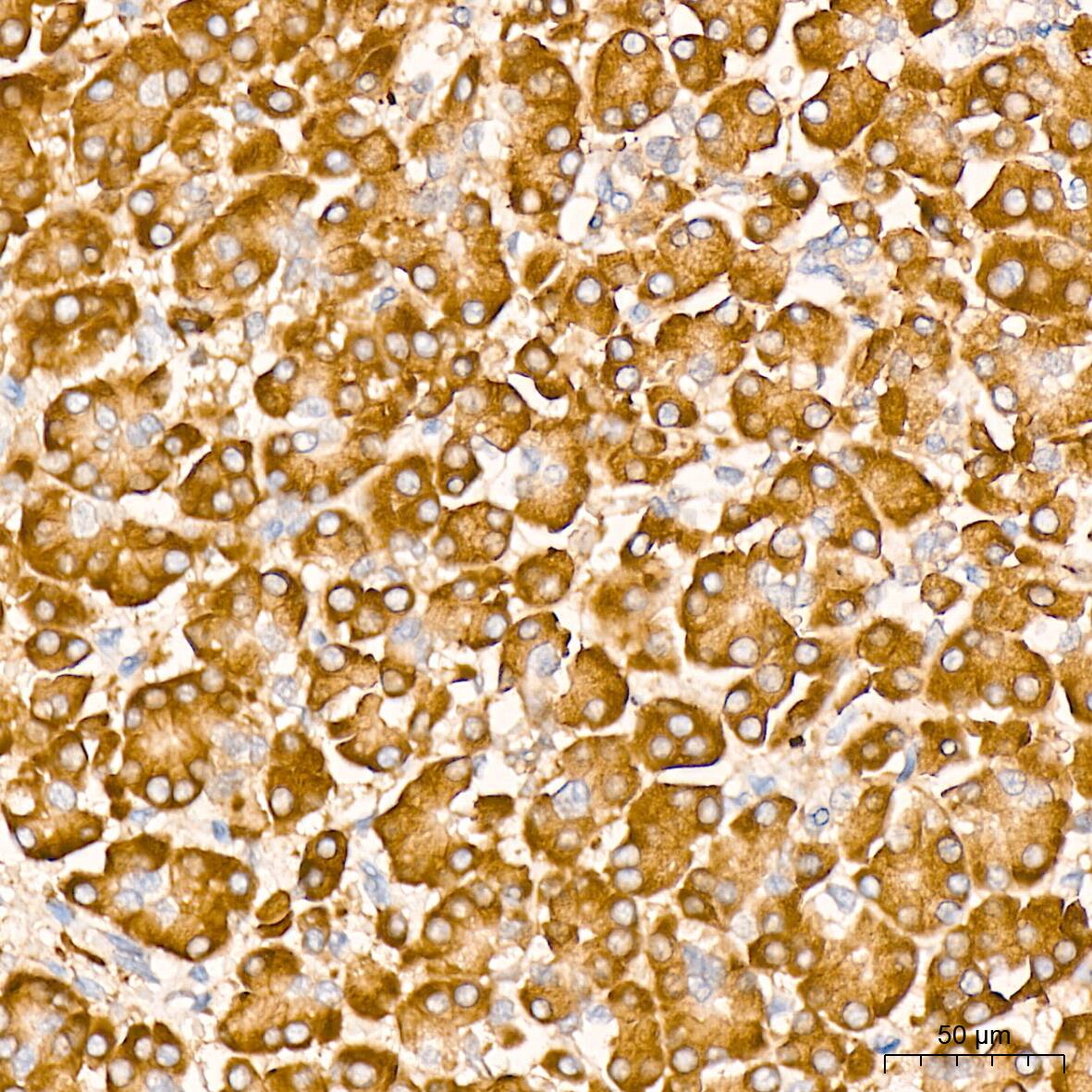 PA2G4/EBP1 Antibody (9J9U5)
