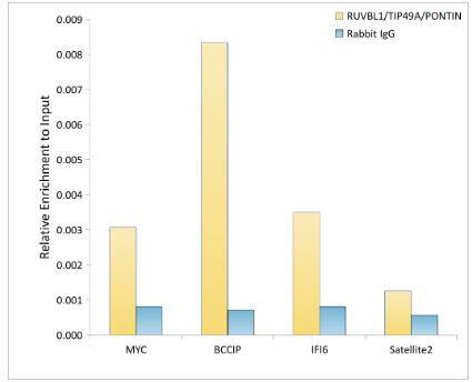 RUVBL1 Antibody (7Q2U8)