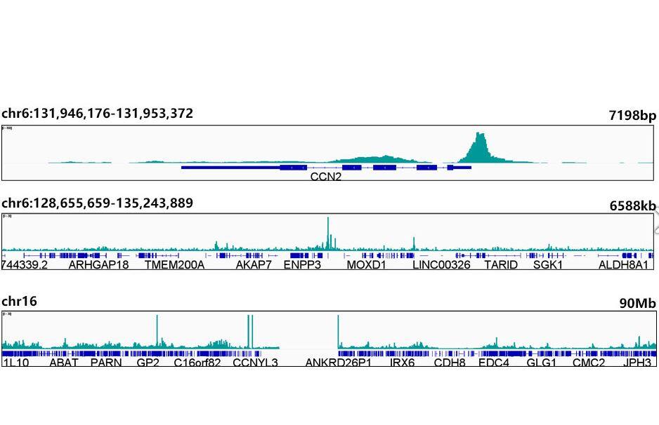 TEF1 Antibody (2E7N10)