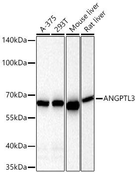 Angiopoietin-like Protein 3/ANGPTL3 Antibody (4W9A7)
