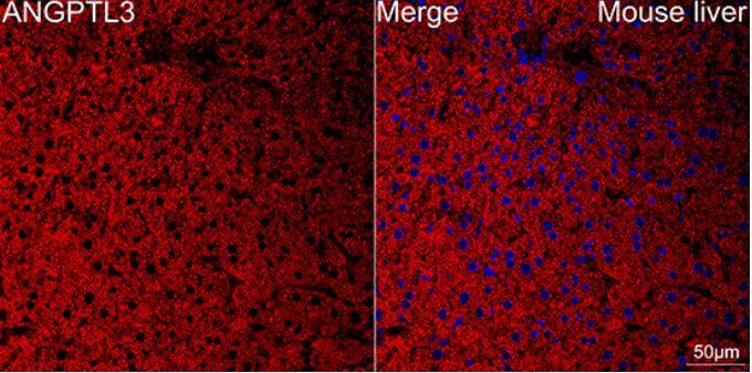 Angiopoietin-like Protein 3/ANGPTL3 Antibody (4W9A7)