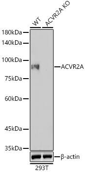 Activin RIIA Antibody (1K1J10)