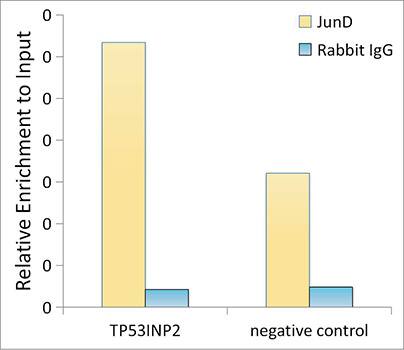JunD Antibody (5L7Y3)