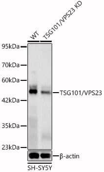 TSG101 Antibody (4T4W6)