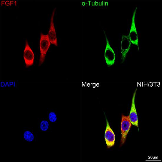 FGF acidic/FGF1 Antibody (3X3E5)