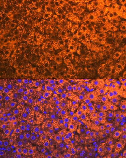 Cytochrome P450 2D6 Antibody (1X3F0)