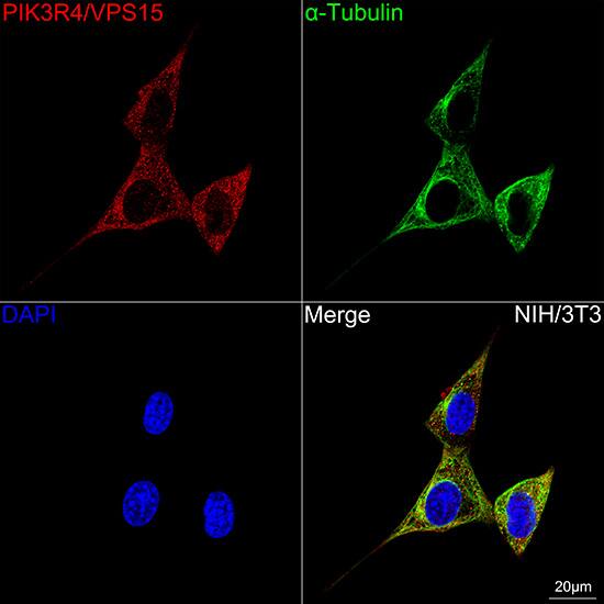 PIK3R4 Antibody (5J3U5)