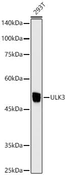 ULK3 Antibody (5Z7Z6)