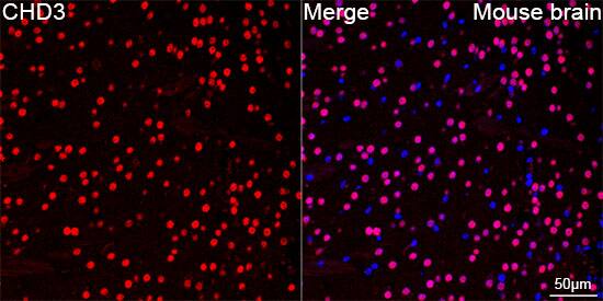 CHD3 Antibody (8Z6L6)
