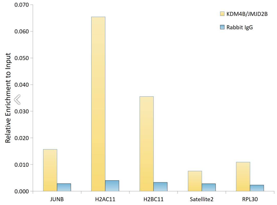 JMJD2B Antibody (8I0I1)