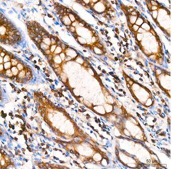 alpha Tubulin 4a Antibody (3P2D9)