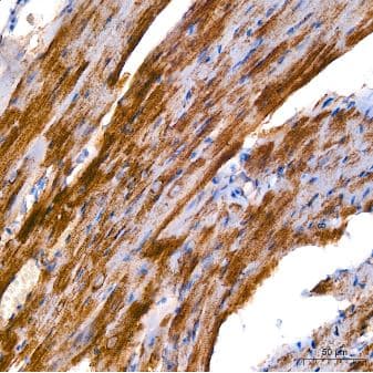alpha Tubulin 4a Antibody (3P2D9)