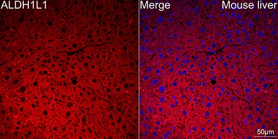 ALDH1L1 Antibody (6H10Y3)
