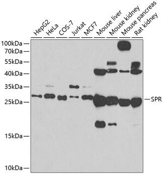 SPR Antibody - BSA Free