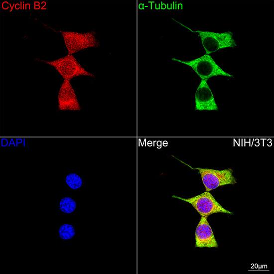 Cyclin B2 Antibody (1L9B9)