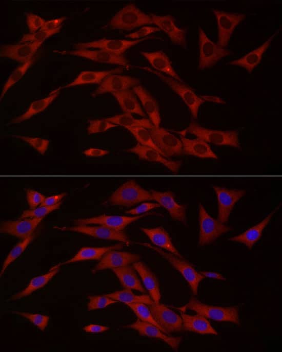 cGAS Antibody - BSA Free