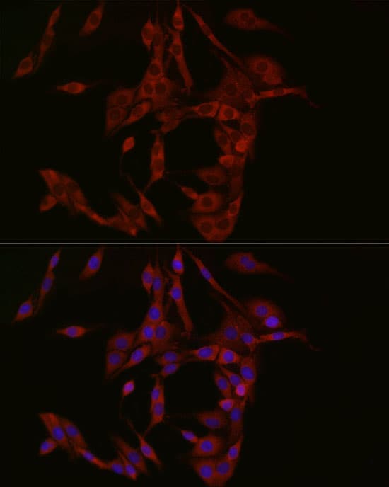 cGAS Antibody - BSA Free