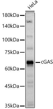 cGAS Antibody - BSA Free